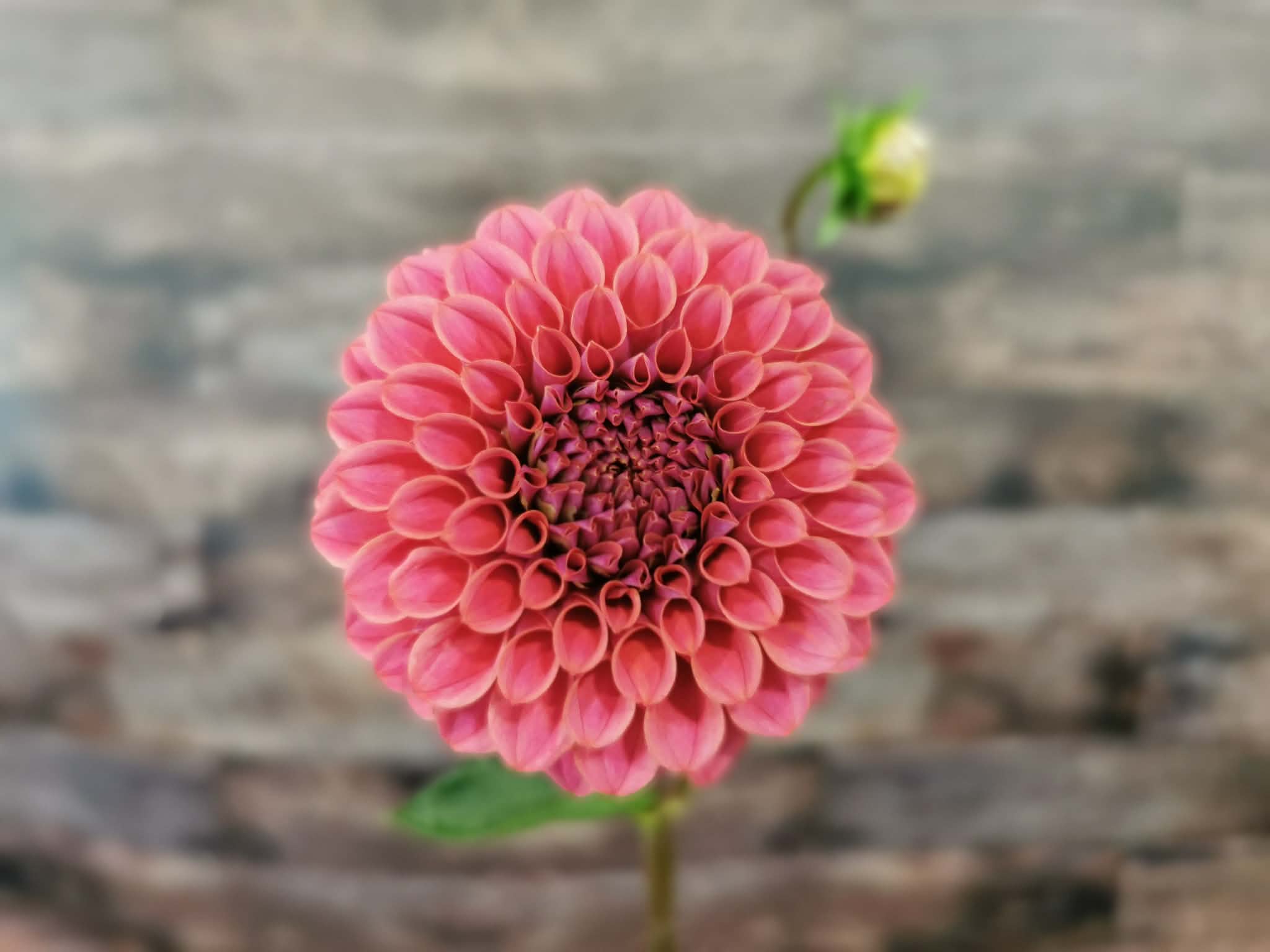 Florelie Omen