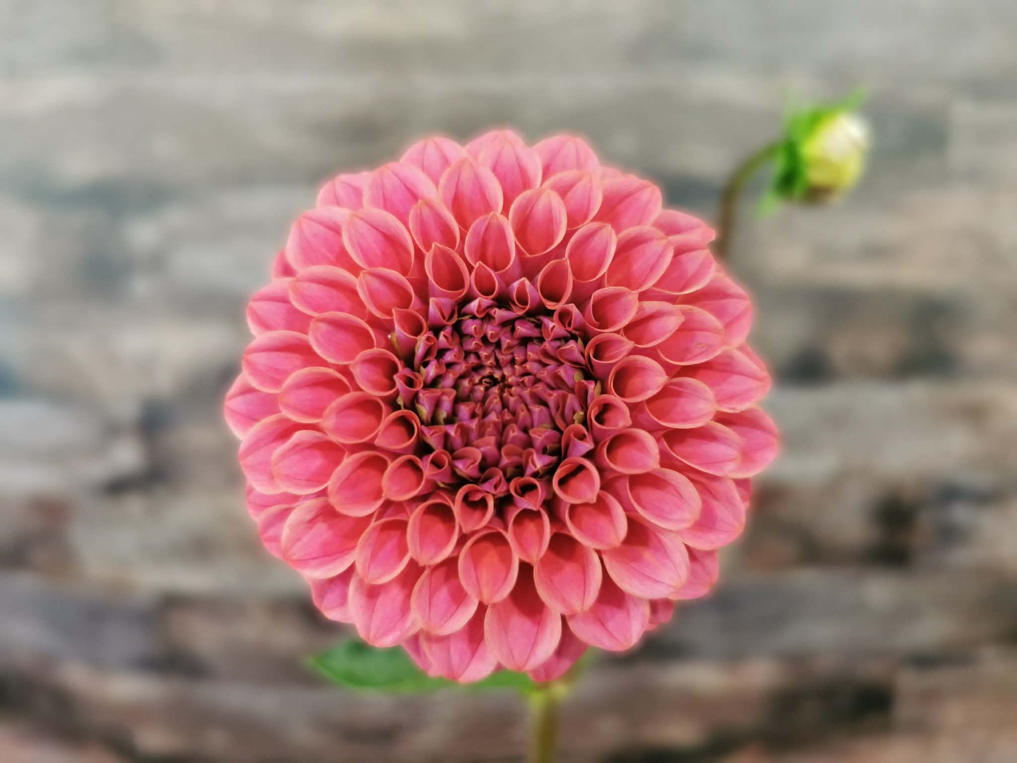 Florelie Omen