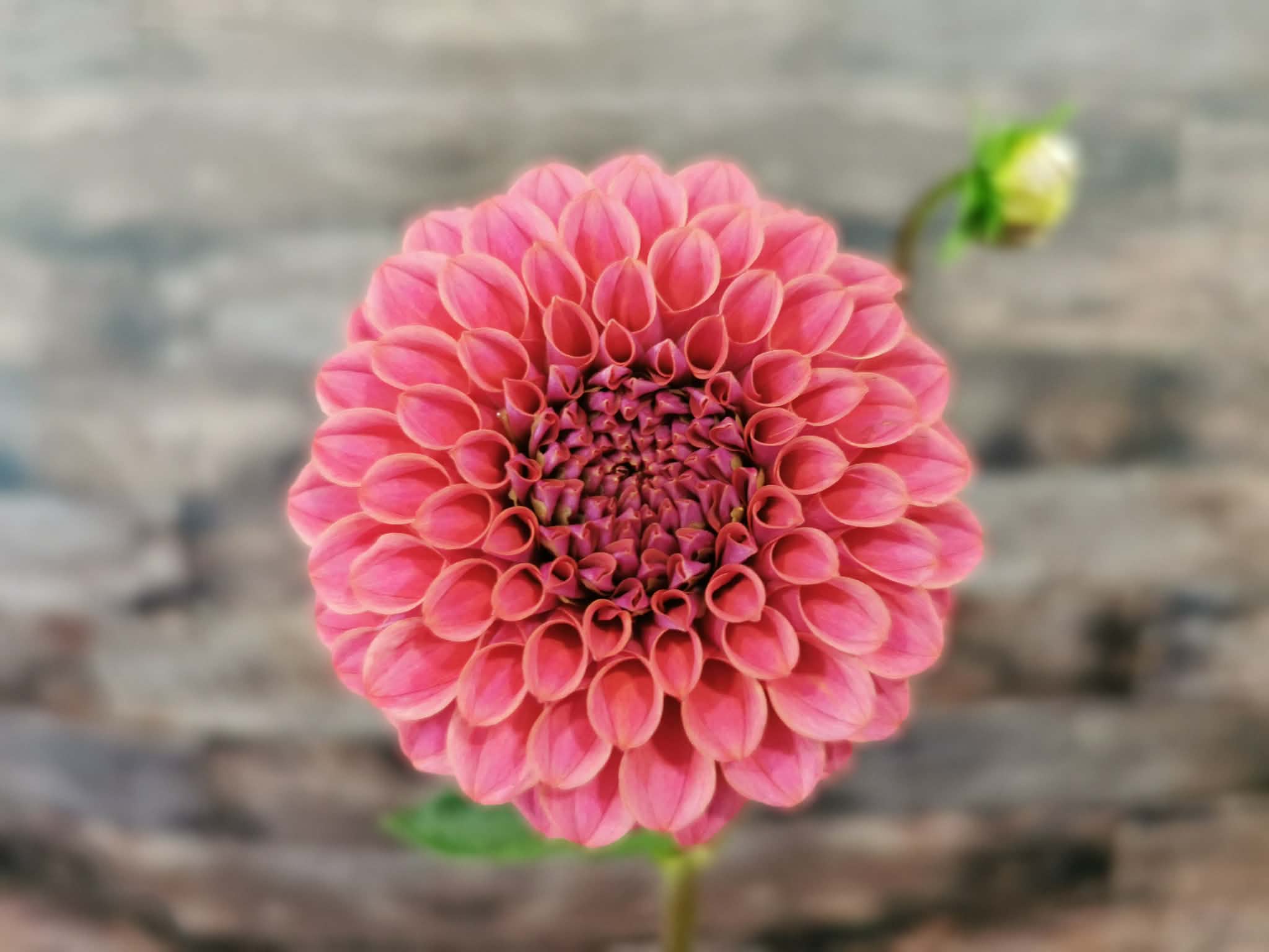 Florelie Omen