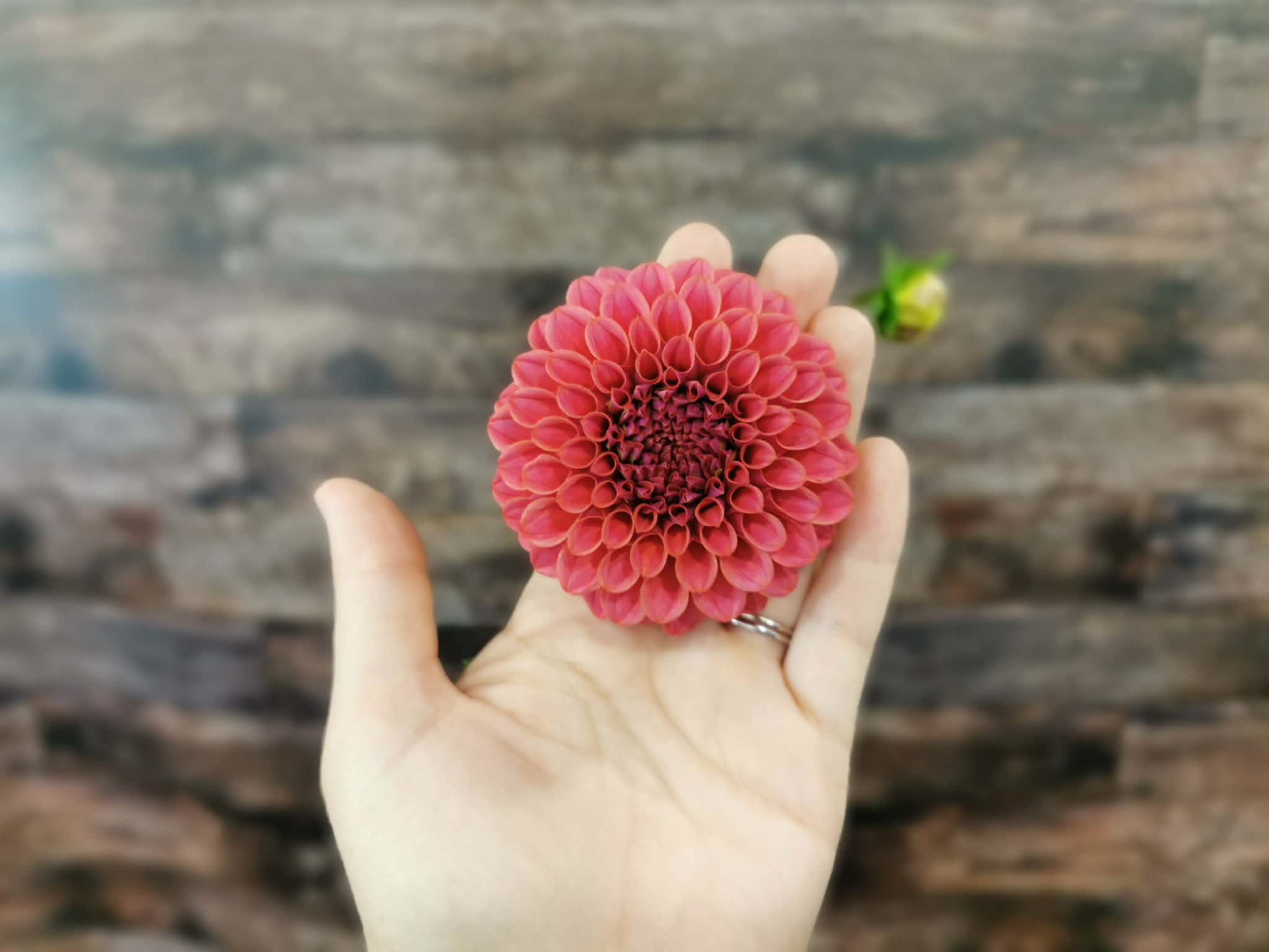 Florelie Omen