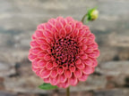Florelie Omen
