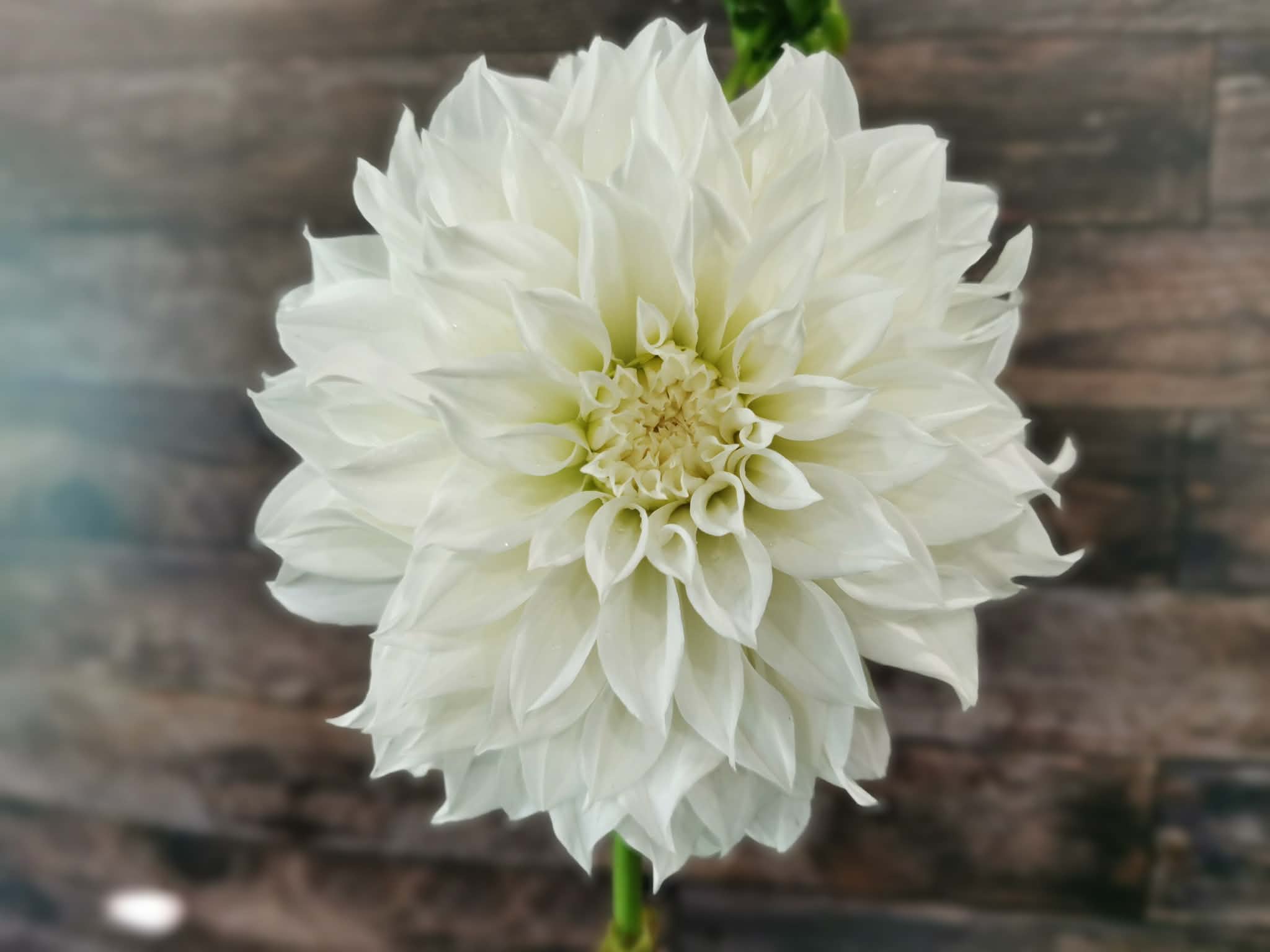 Florelie Whipped Cream