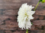 Florelie Whipped Cream