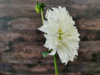 Florelie Whipped Cream