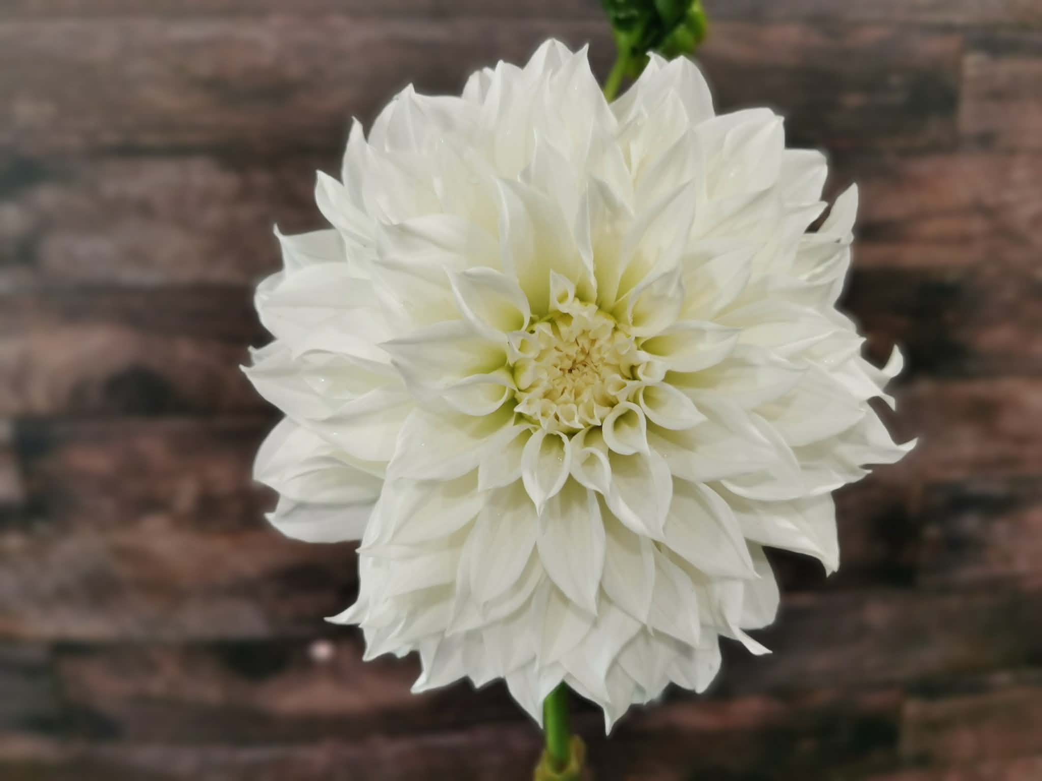Florelie Whipped Cream