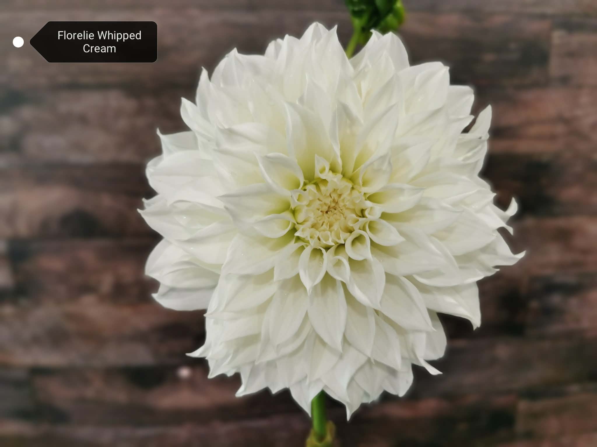 Florelie Whipped Cream