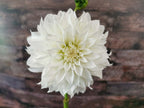 Florelie Whipped Cream