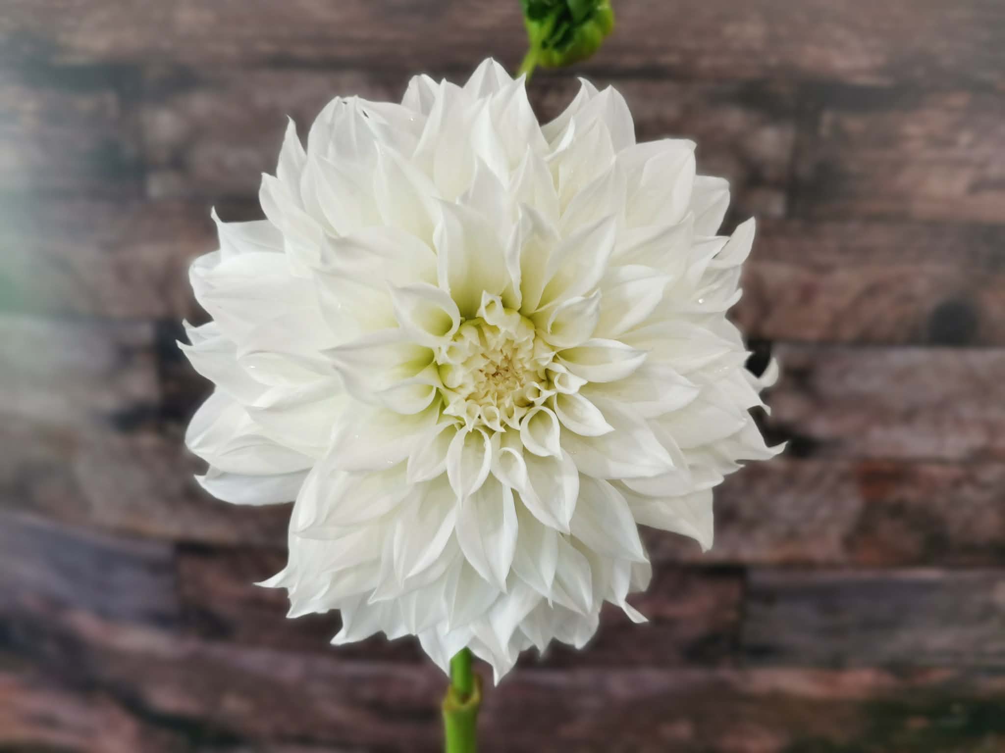 Florelie Whipped Cream