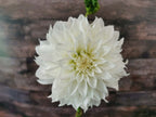 Florelie Whipped Cream