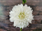 Florelie Whipped Cream