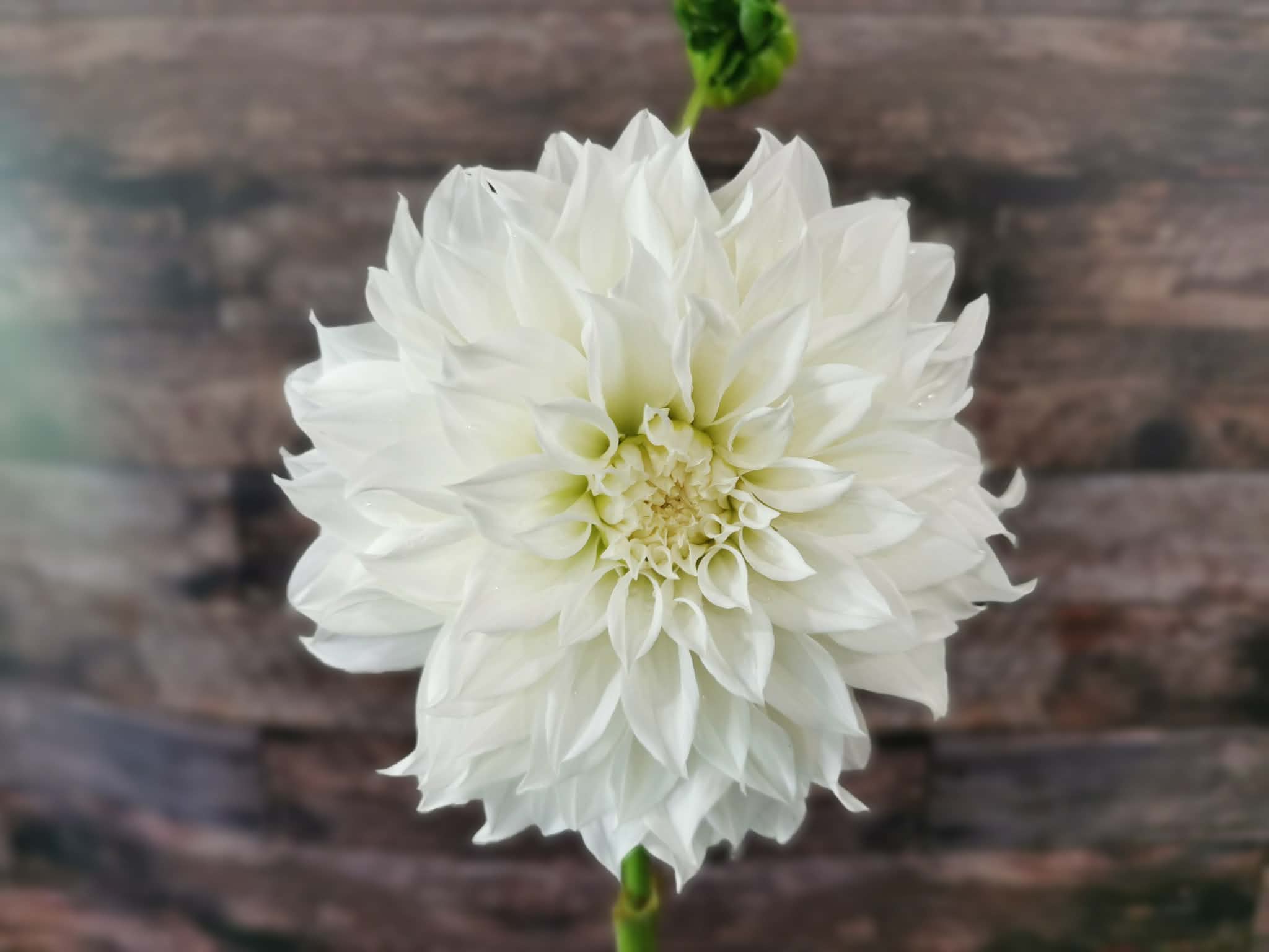 Florelie Whipped Cream