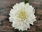 Florelie Whipped Cream