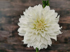Florelie Whipped Cream