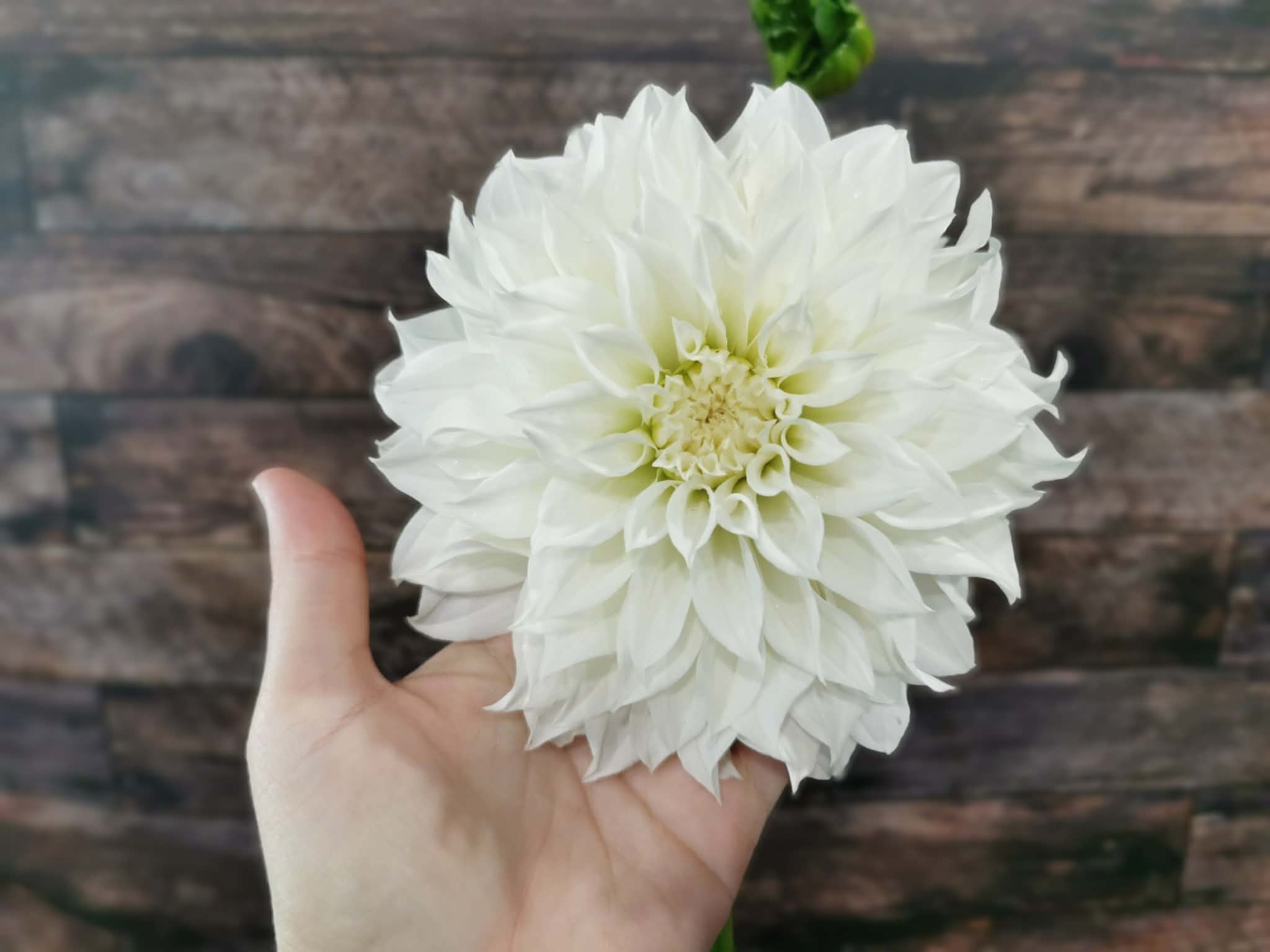 Florelie Whipped Cream