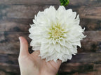 Florelie Whipped Cream