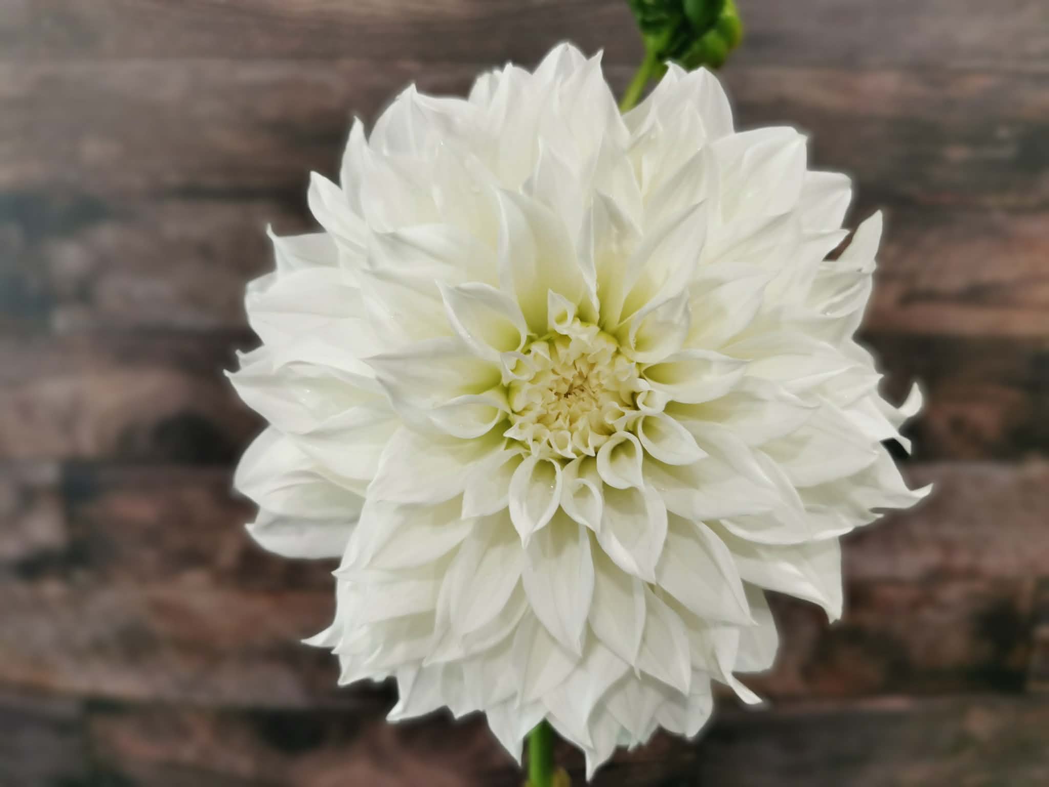 Florelie Whipped Cream
