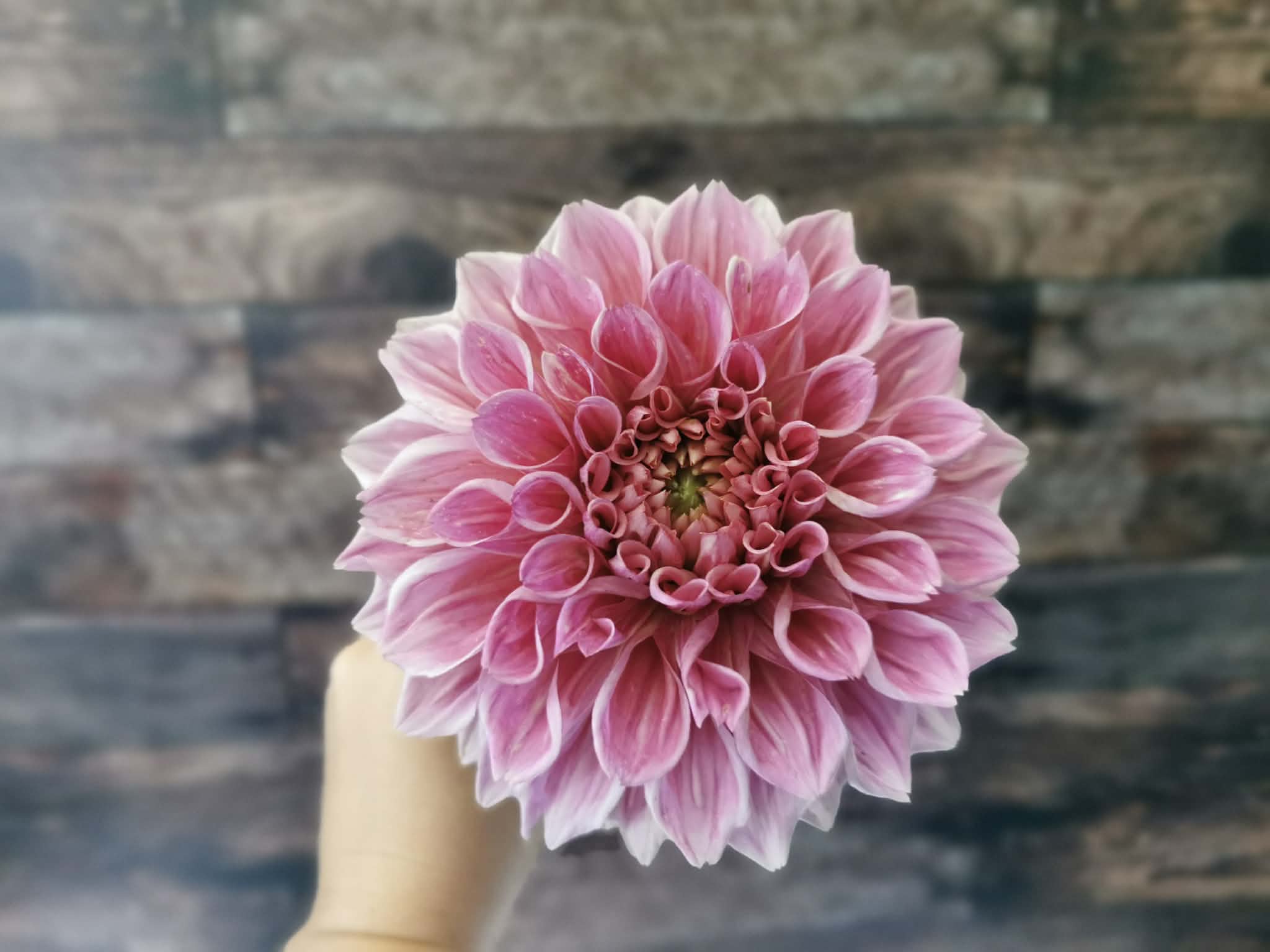 Formby Duke