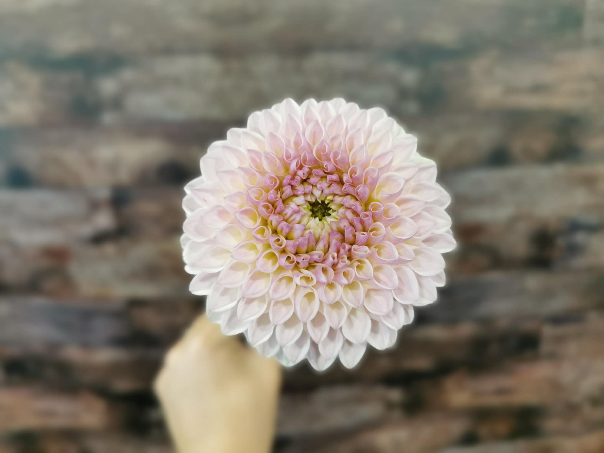 Formby Pearl