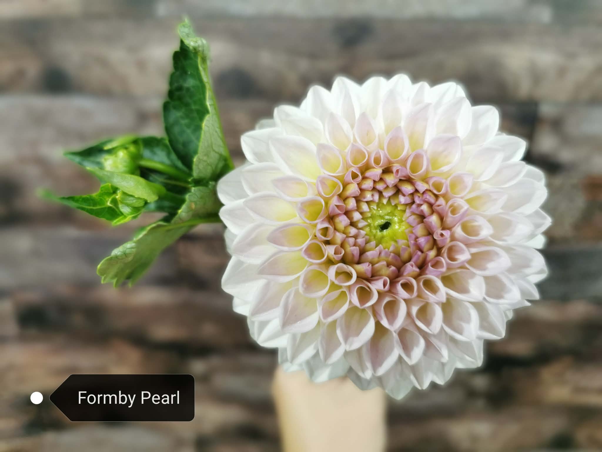 Formby Pearl