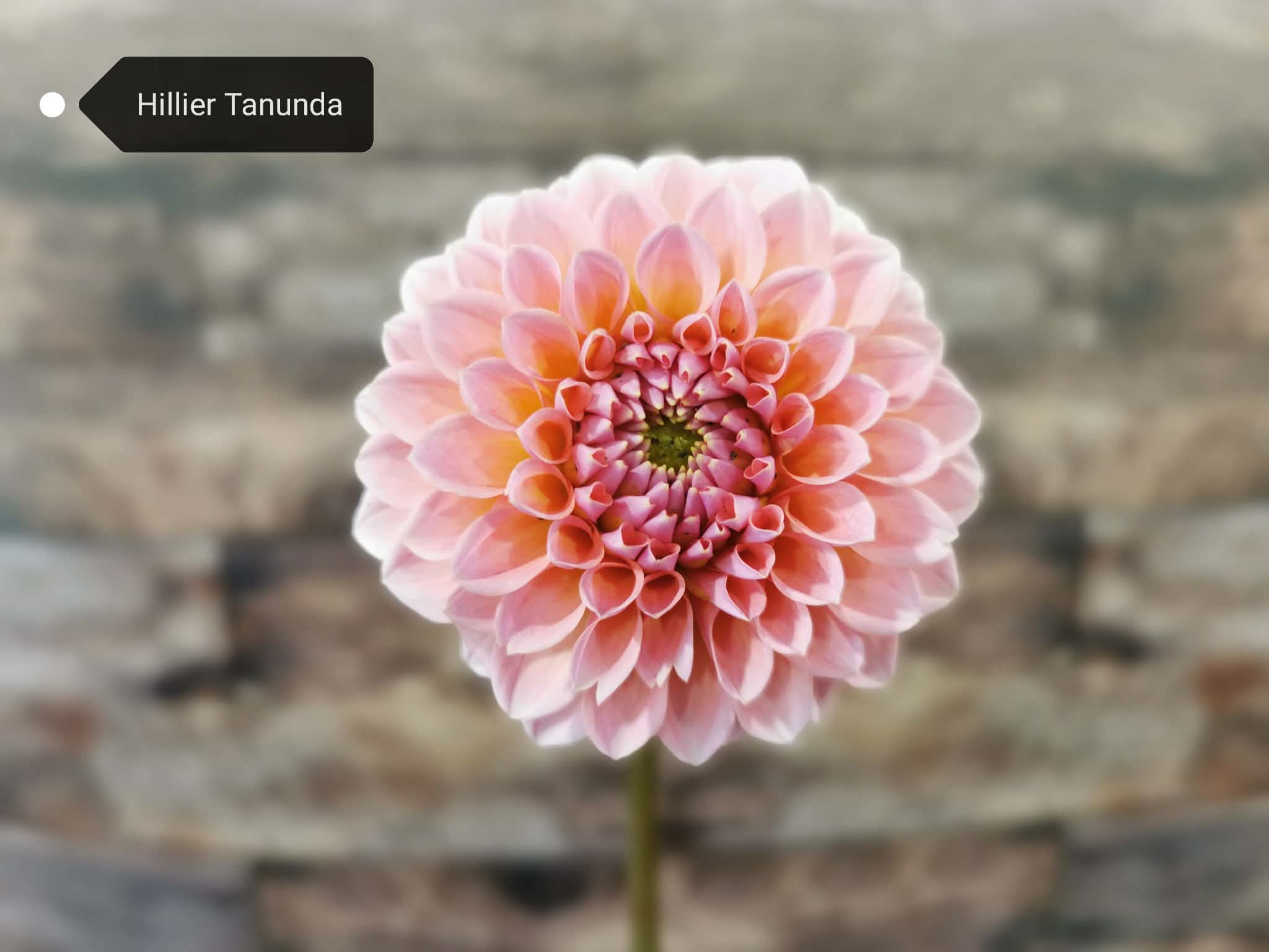 Hillier Tanunda