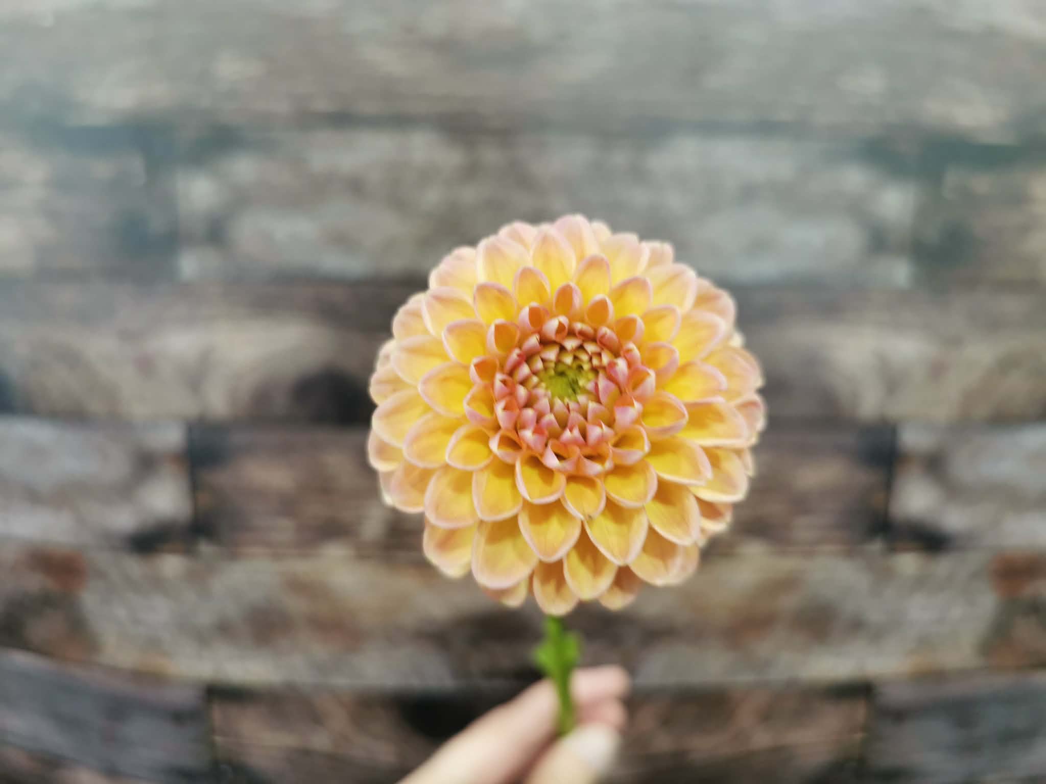 Honeycomb