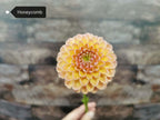Honeycomb