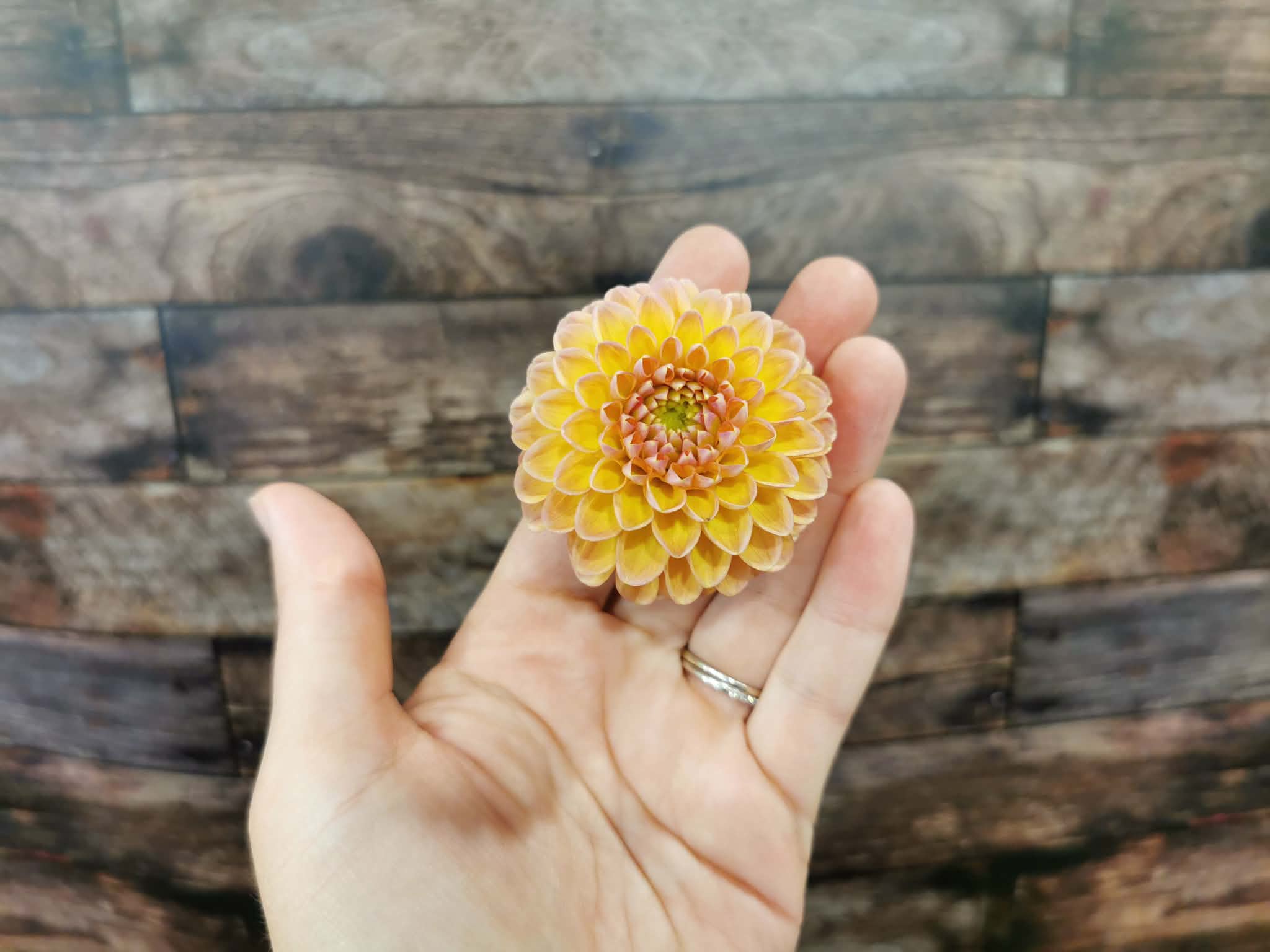 Honeycomb