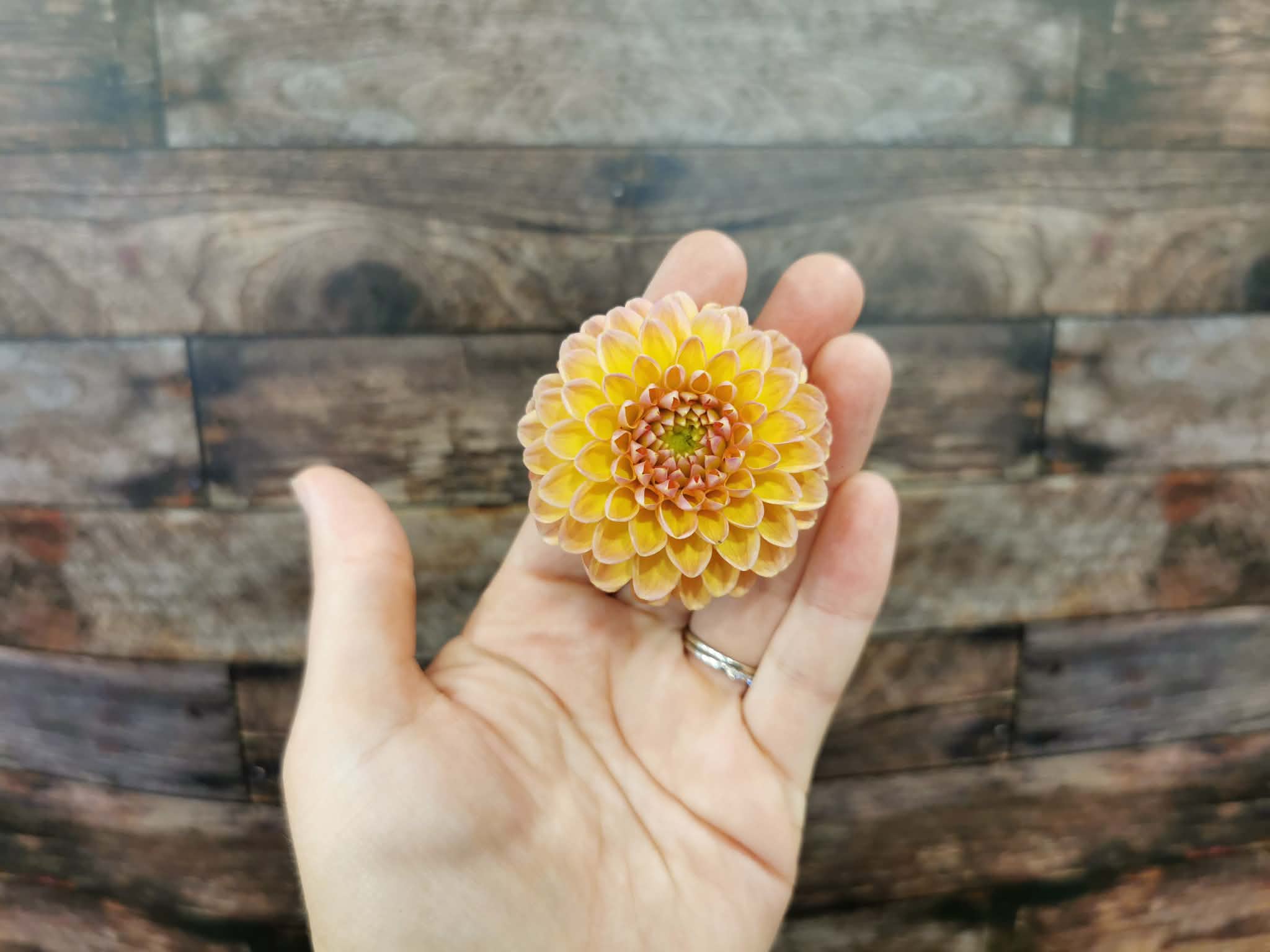 Honeycomb
