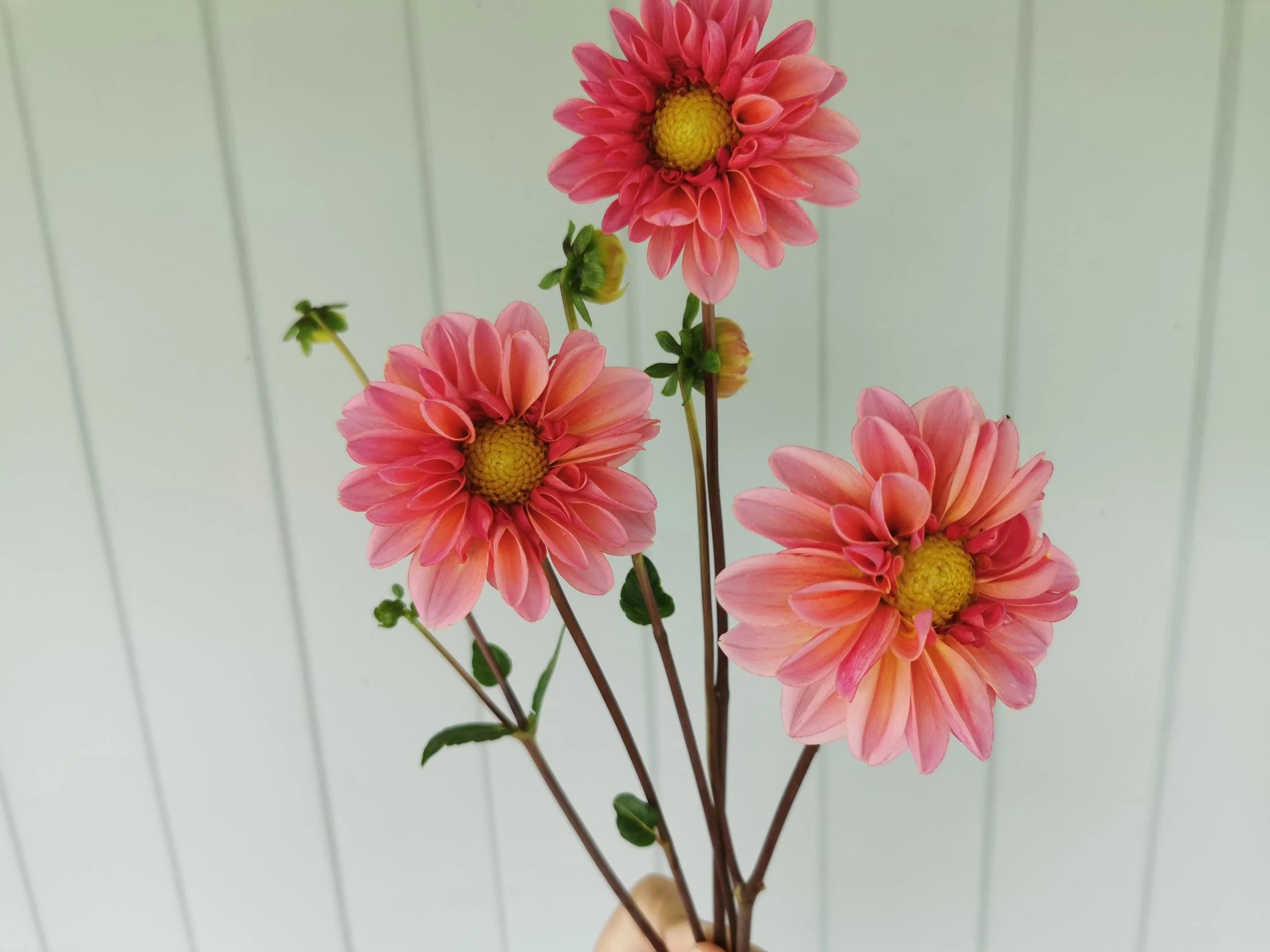 Merton's Peach Single