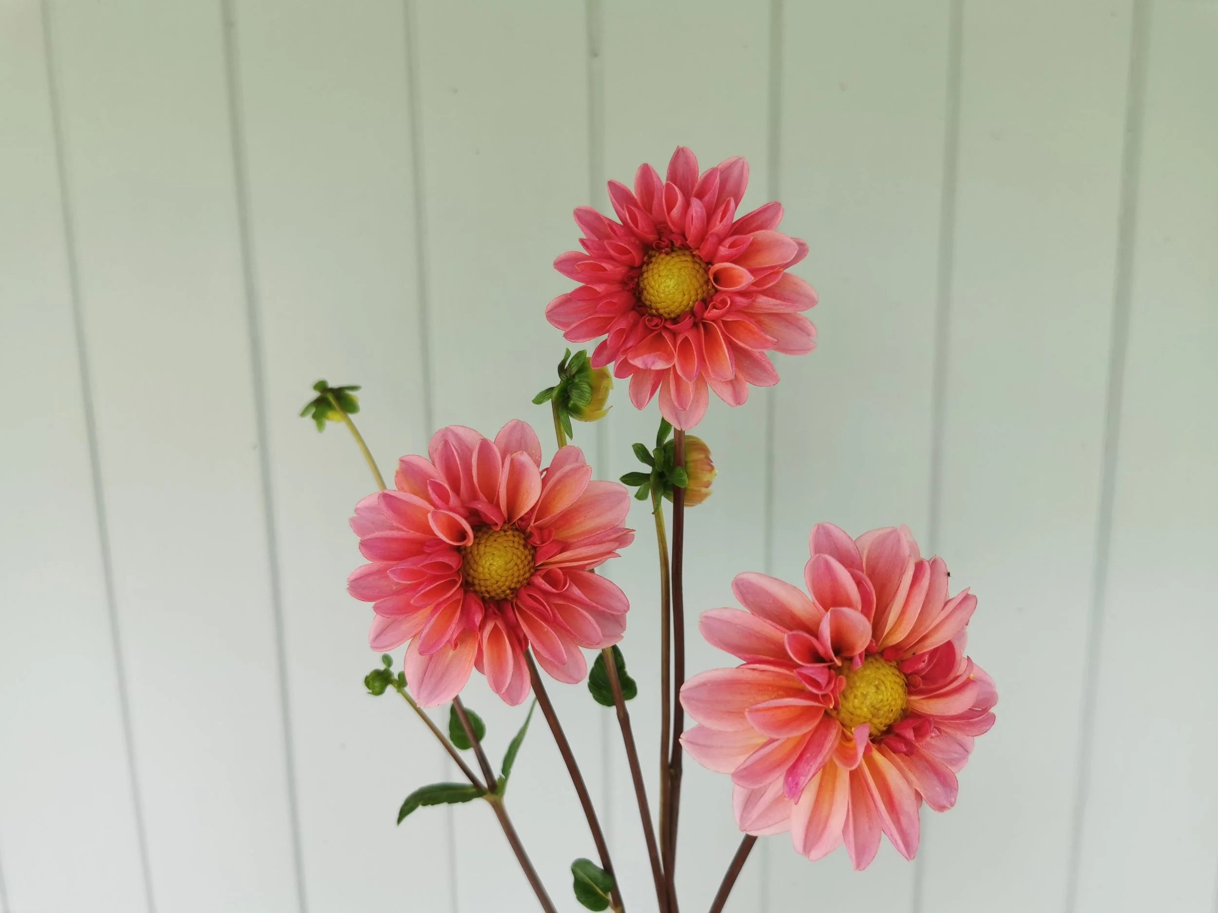 Merton's Peach Single