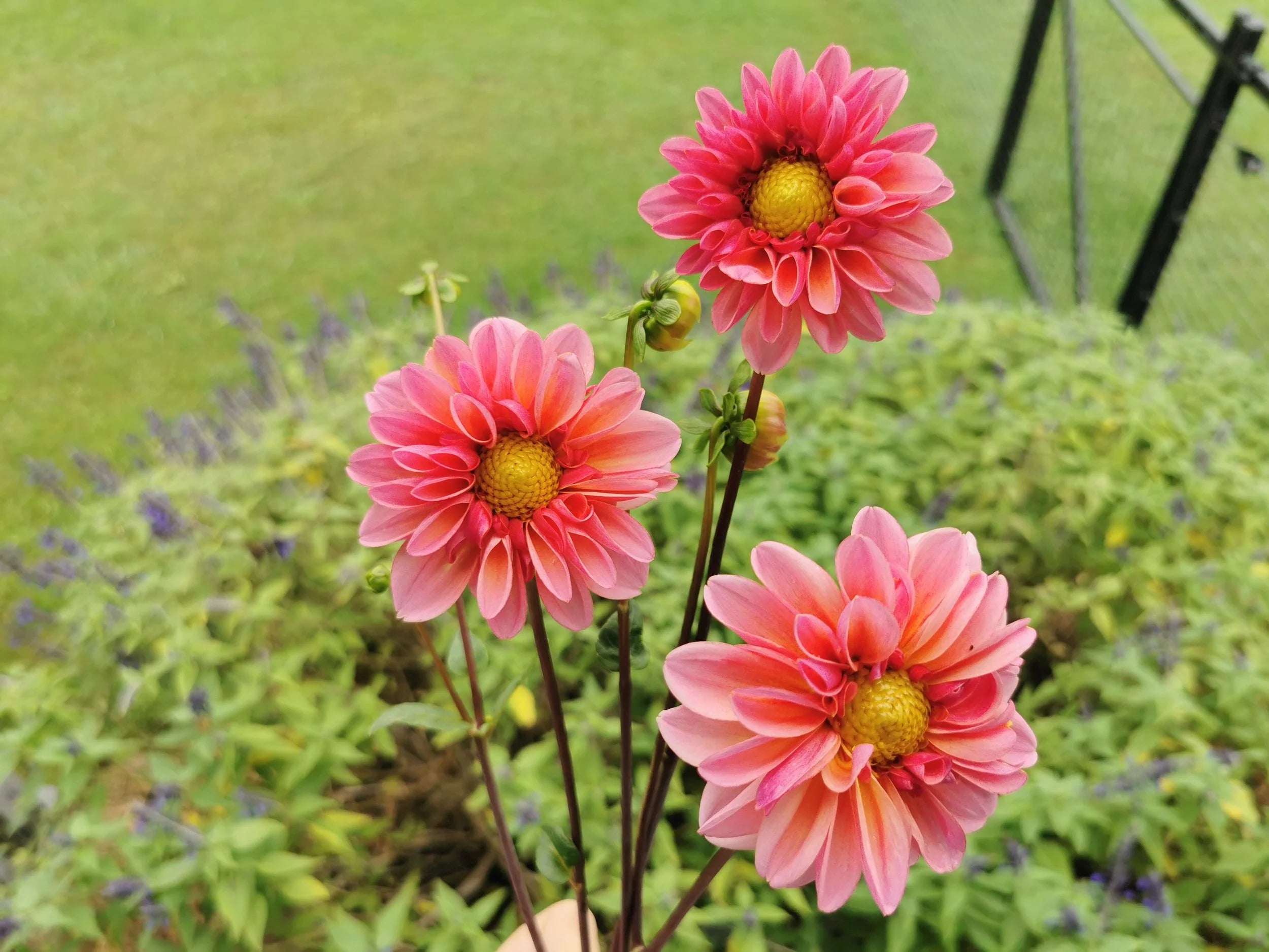 Merton's Peach Single