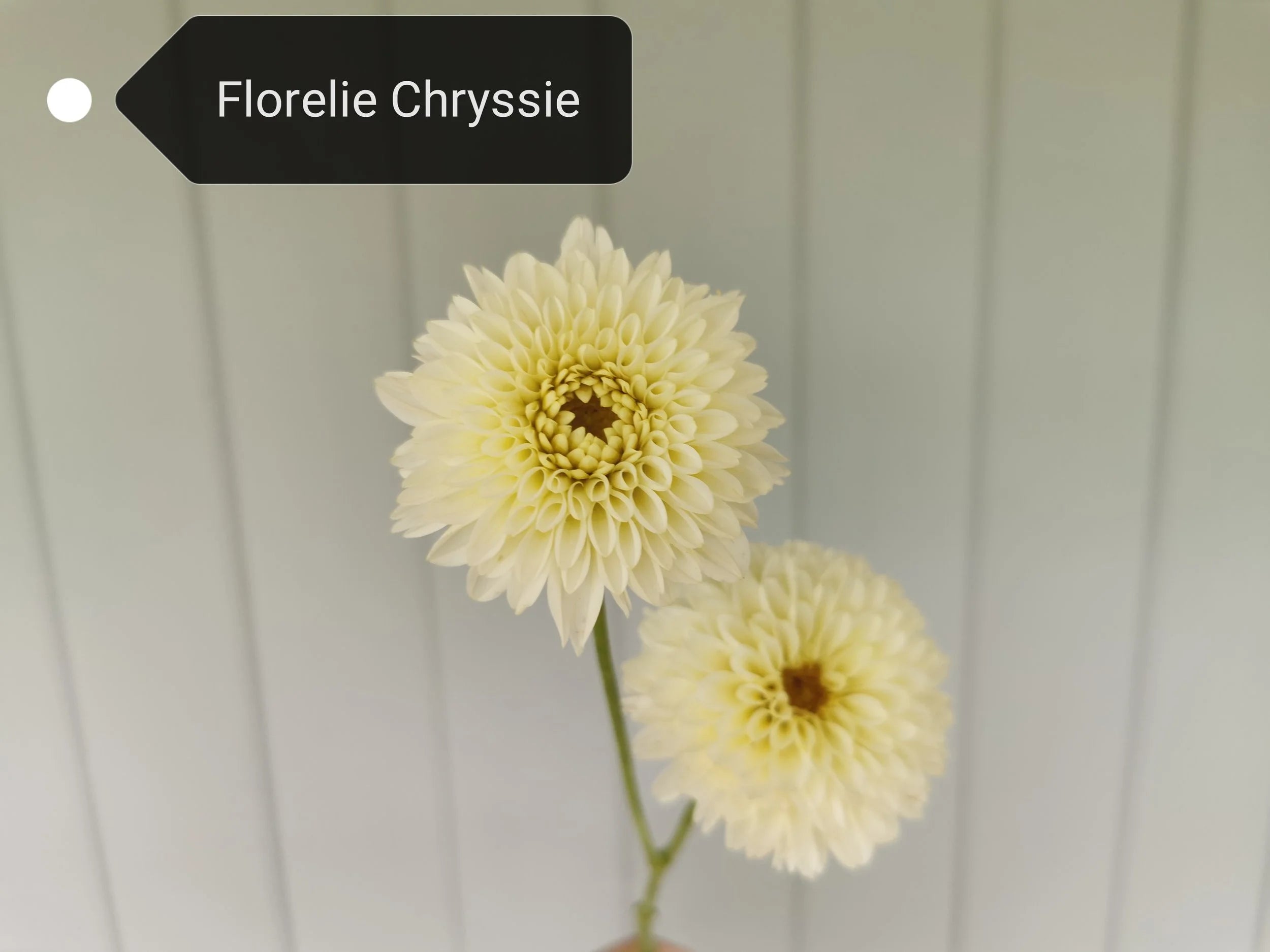 Florelie Chryssie