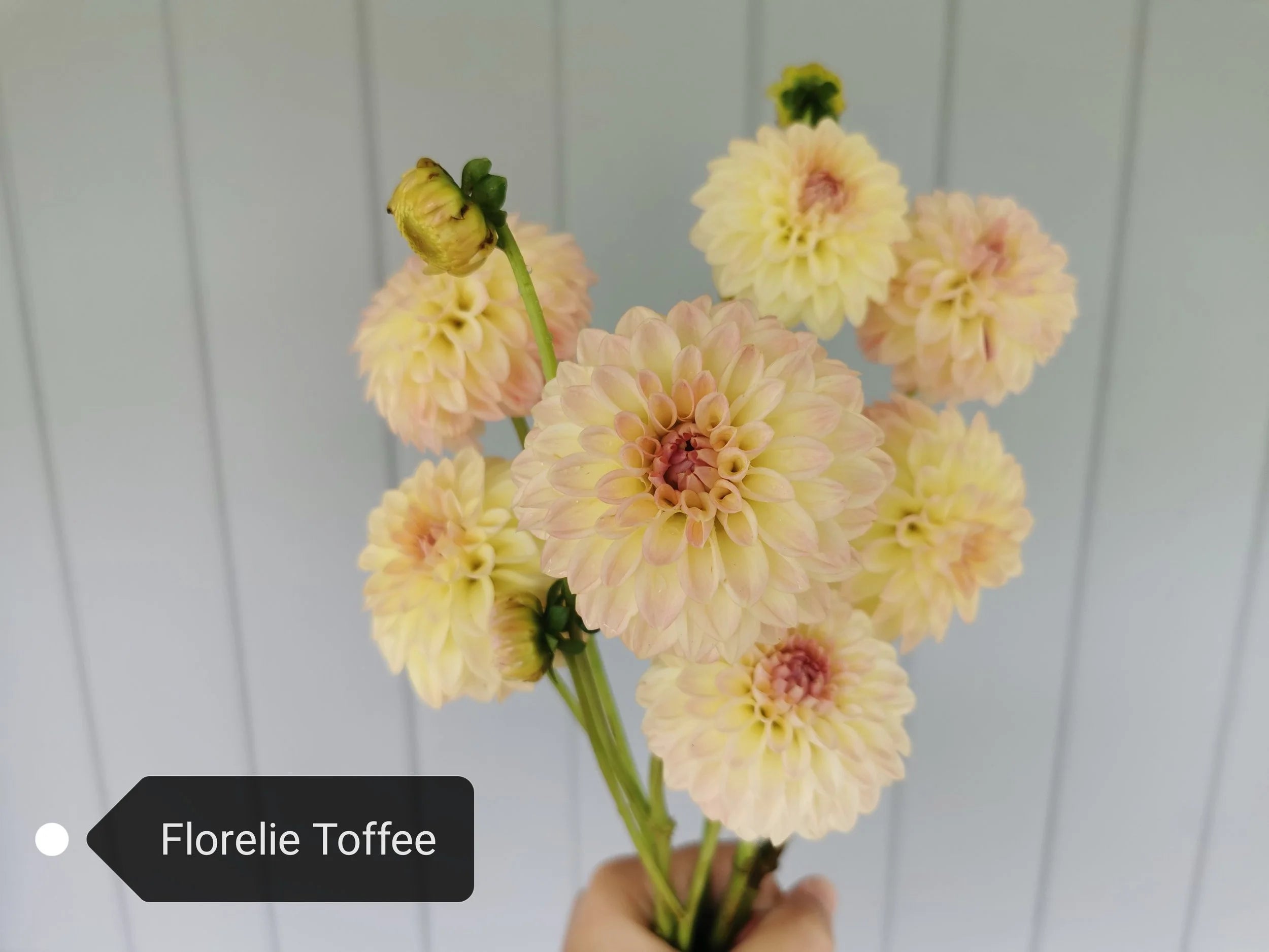 Florelie Toffee