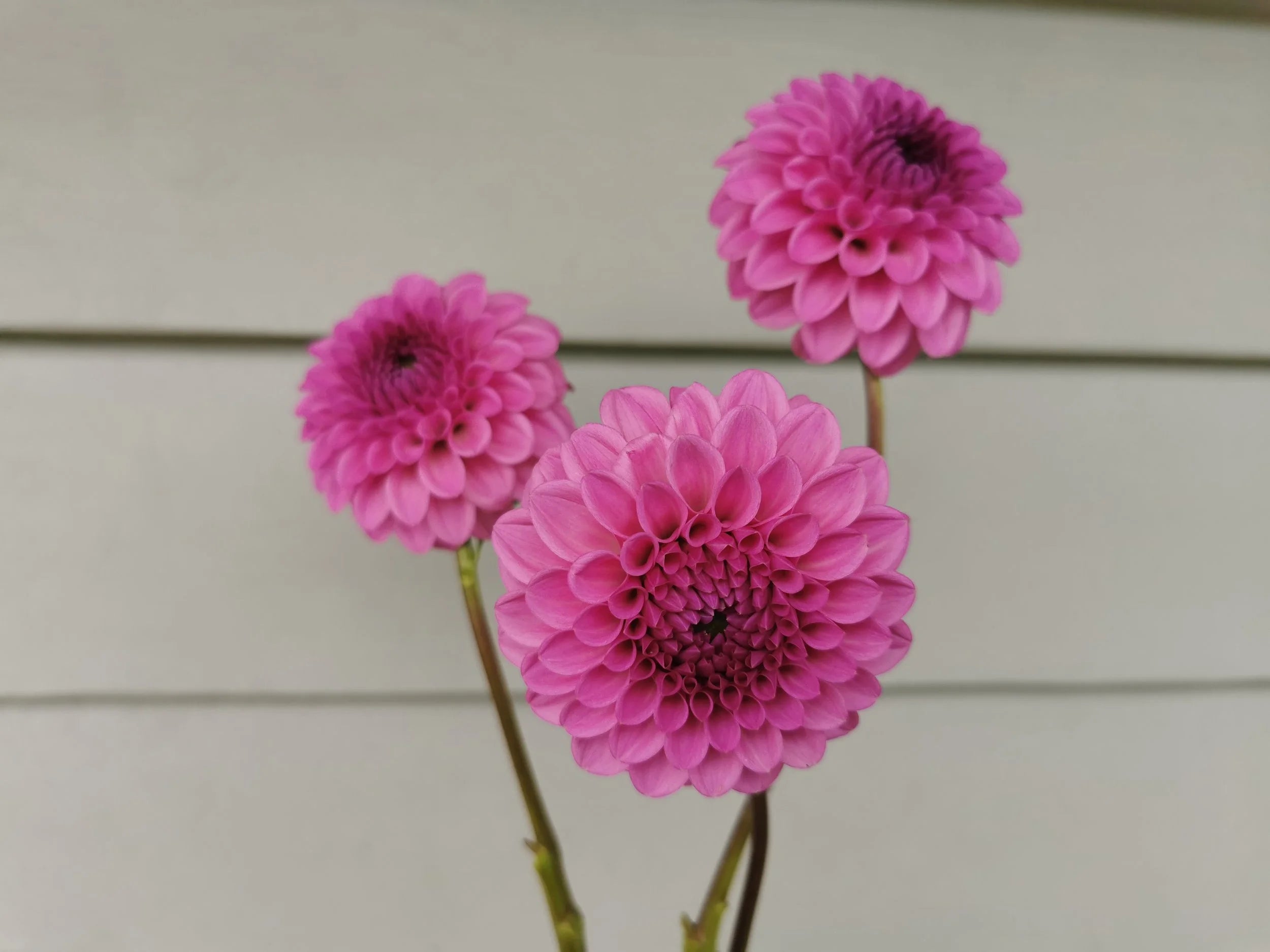 Unknown Purple (Possibly Devon Choice?)
