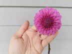 Unknown Purple (Possibly Devon Choice?)