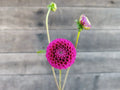 Florelie Hayley