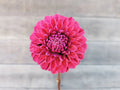 Florelie Morello