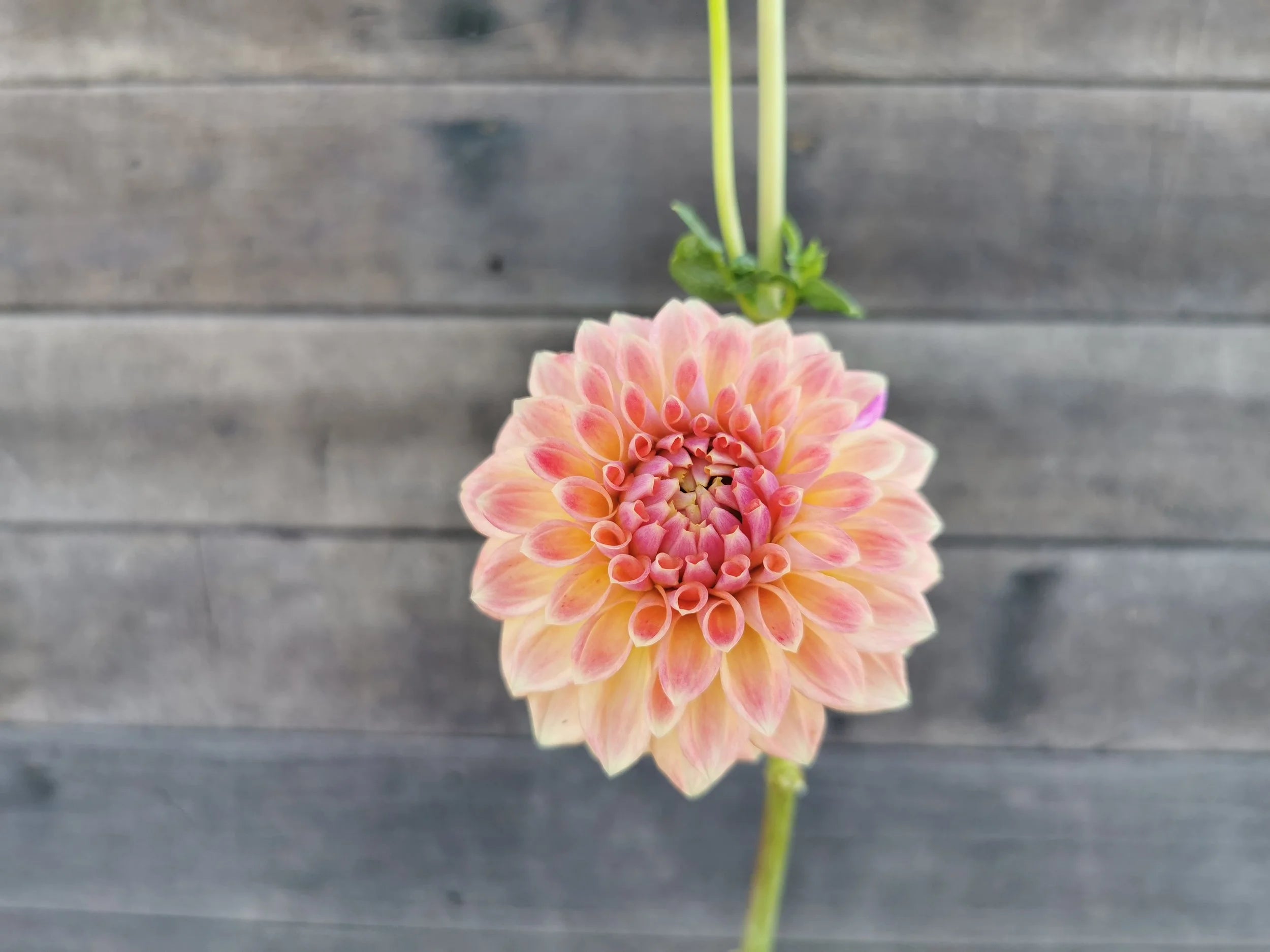 Mystery (Possibly Darbro Highland?)