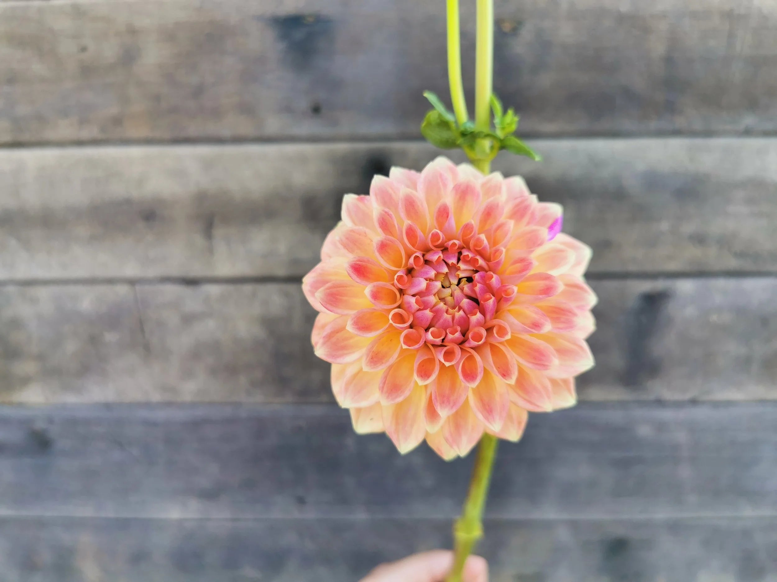 Mystery (Possibly Darbro Highland?)