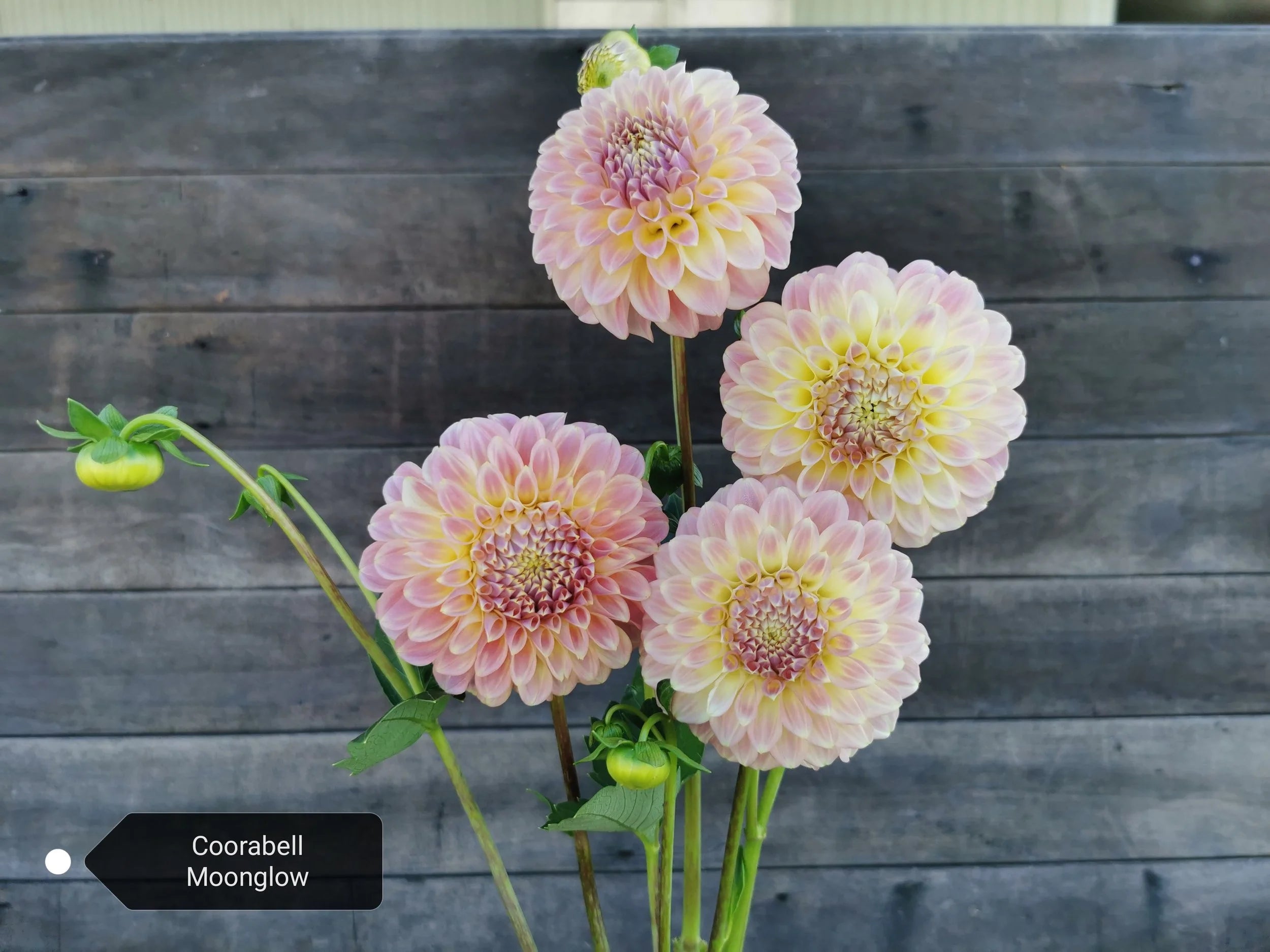 Coorabell Moonglow