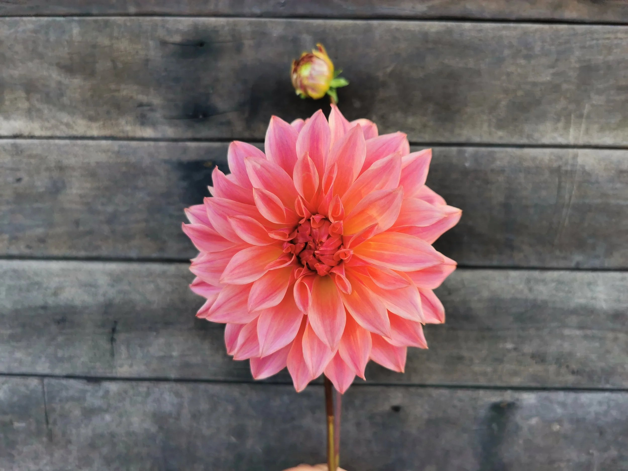 Carlos/Buckajo Watermelon