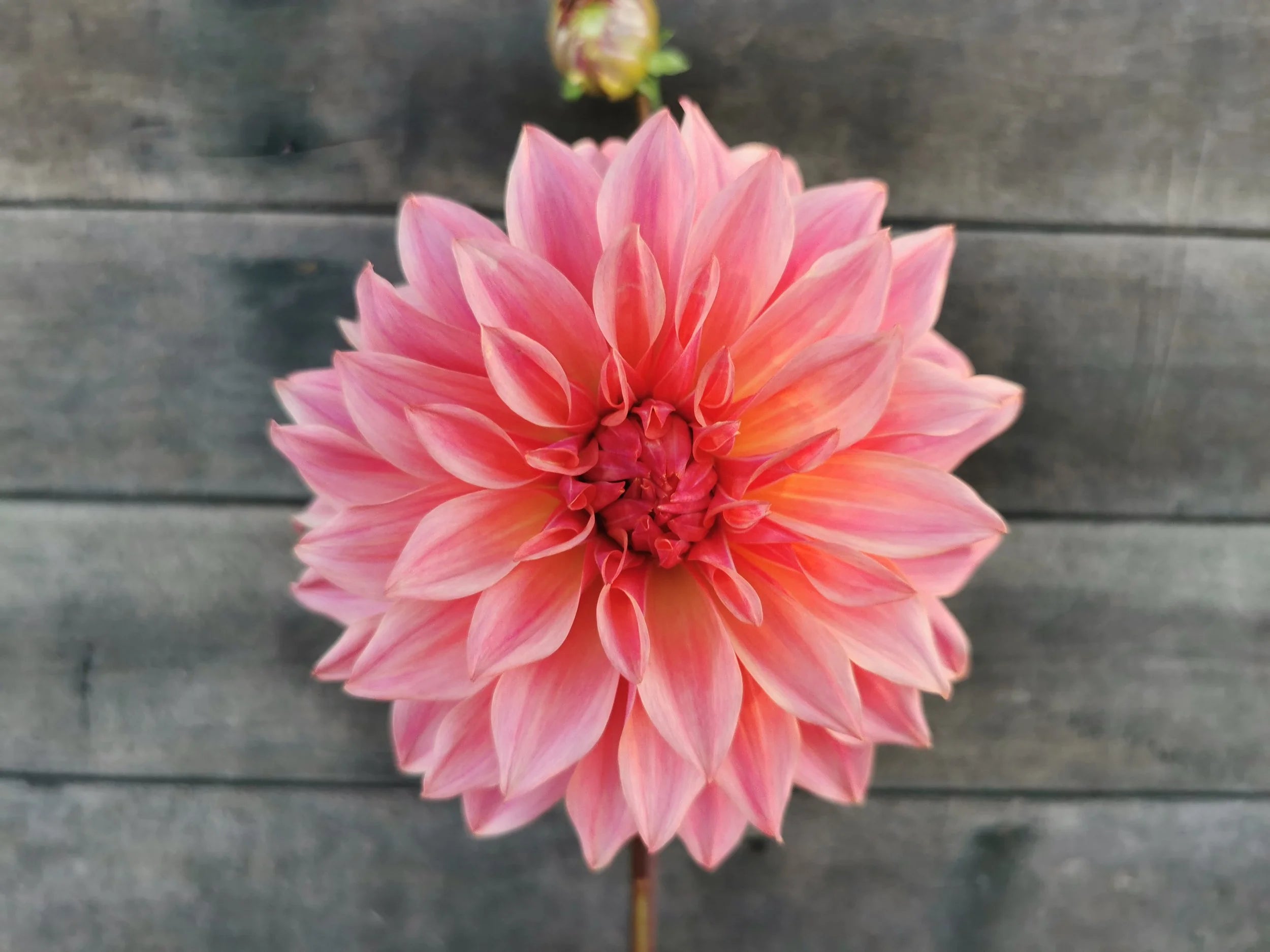 Carlos/Buckajo Watermelon