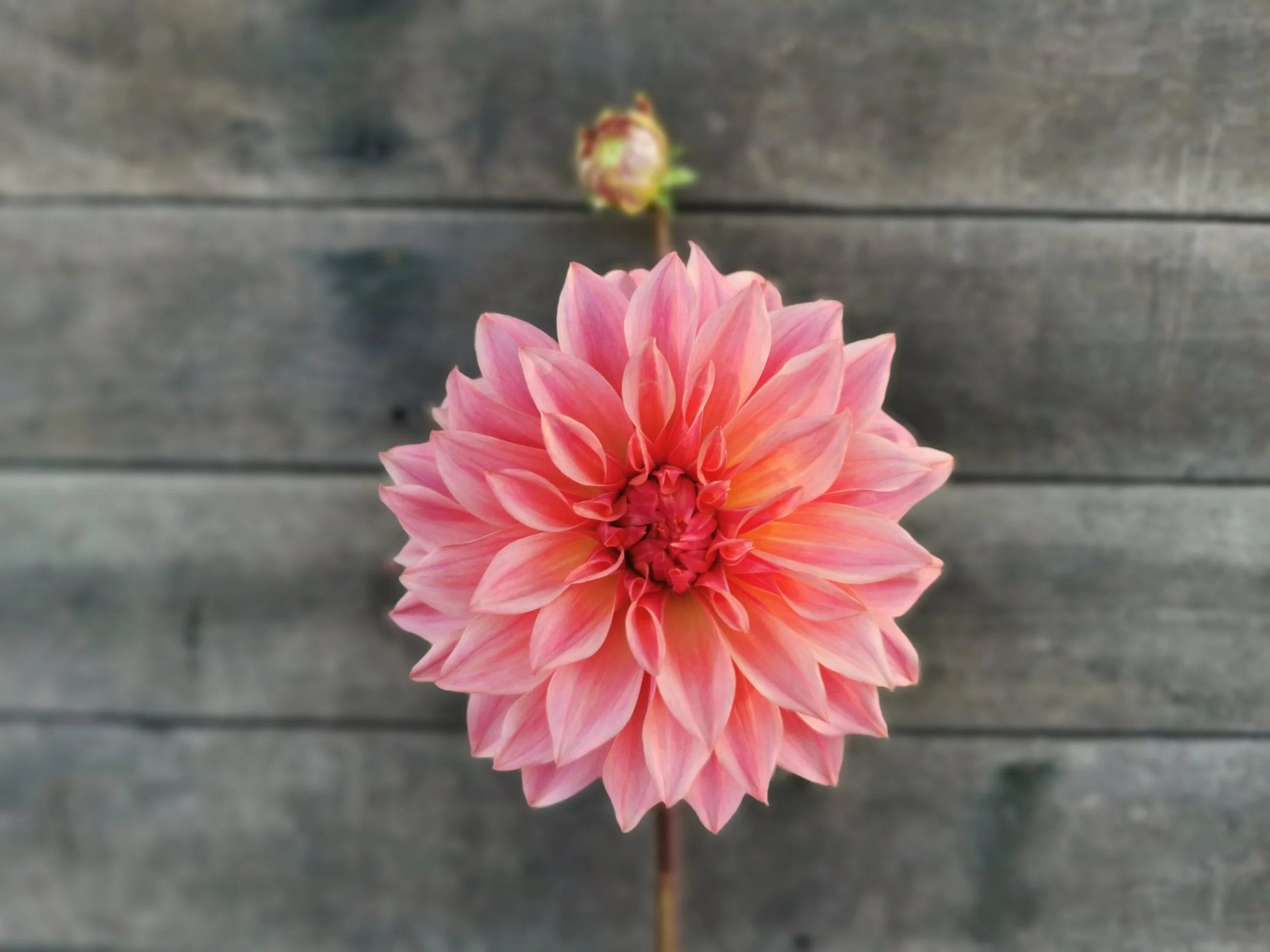 Carlos/Buckajo Watermelon