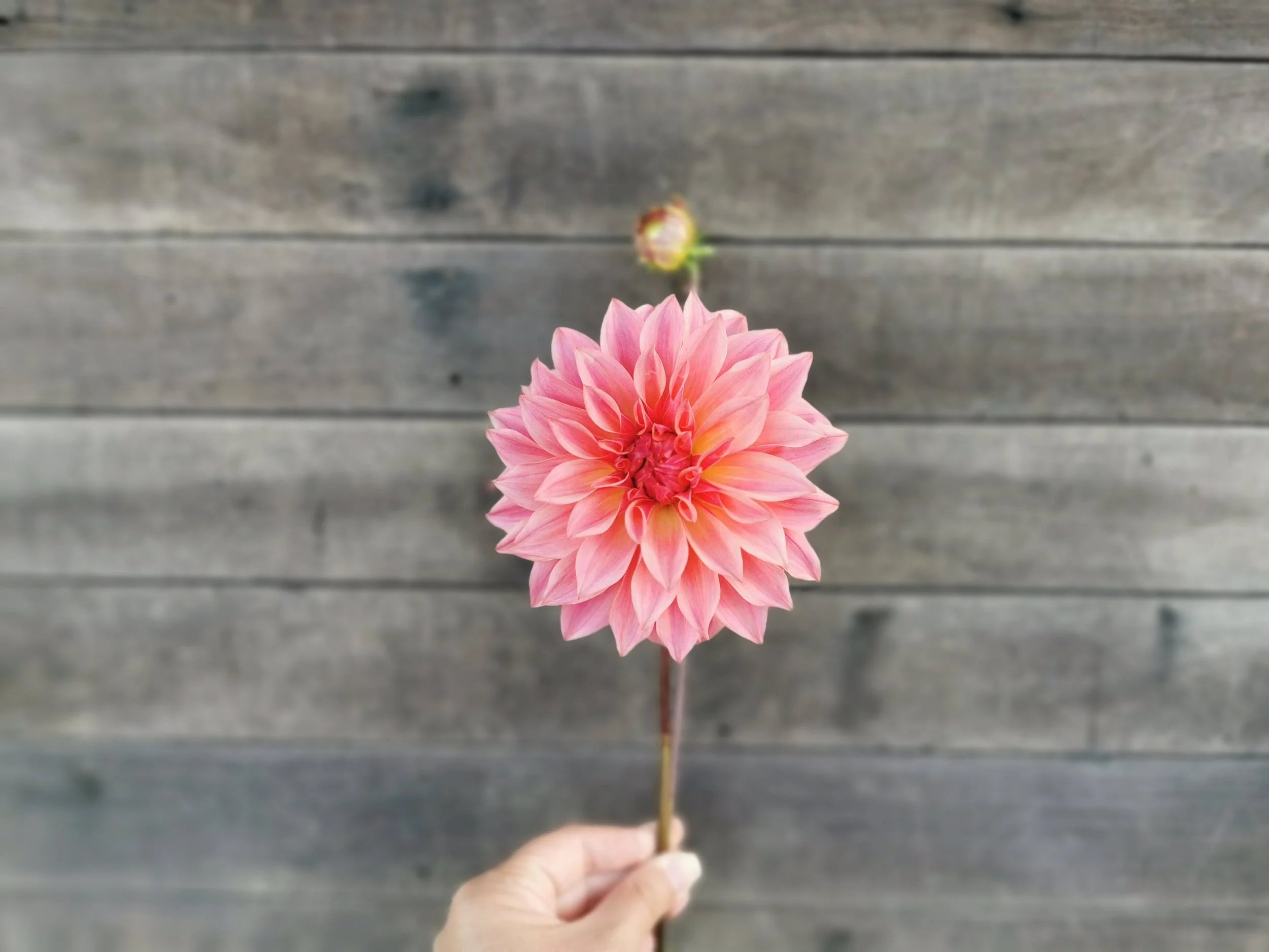 Carlos/Buckajo Watermelon