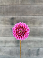 Florelie Boysenberry