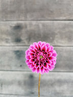 Florelie Boysenberry