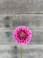 Florelie Boysenberry