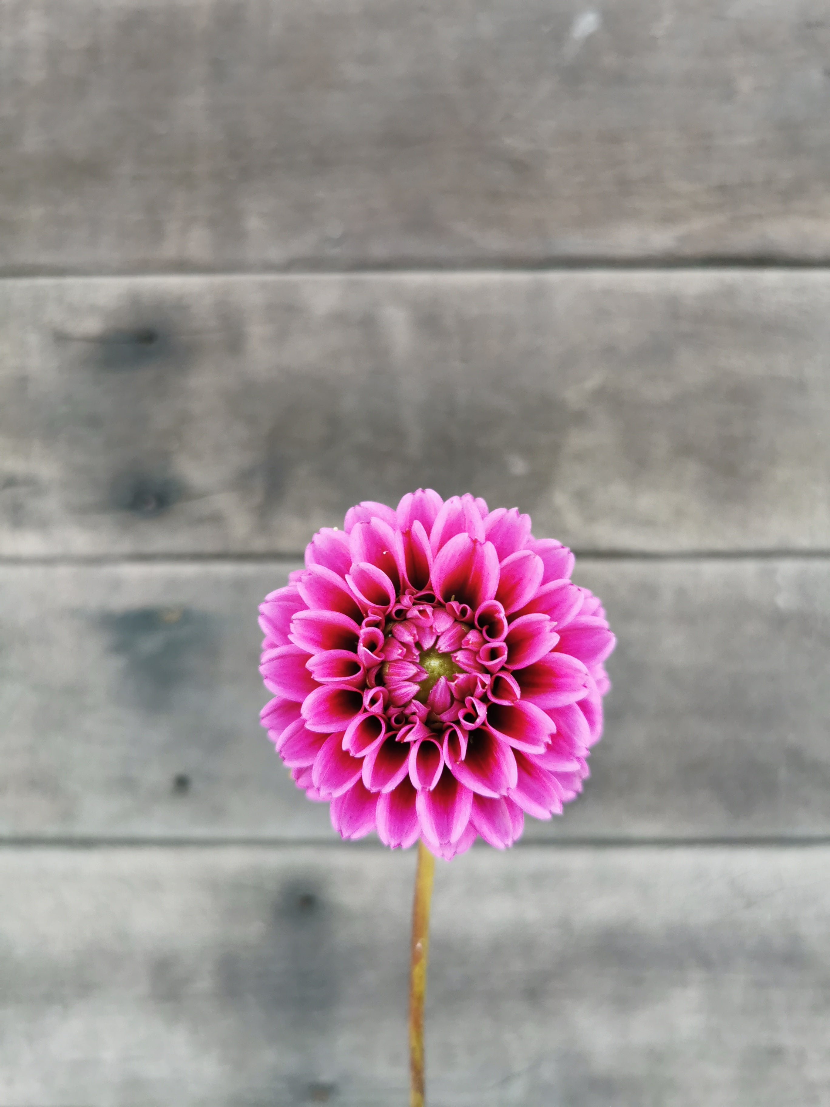 Florelie Boysenberry