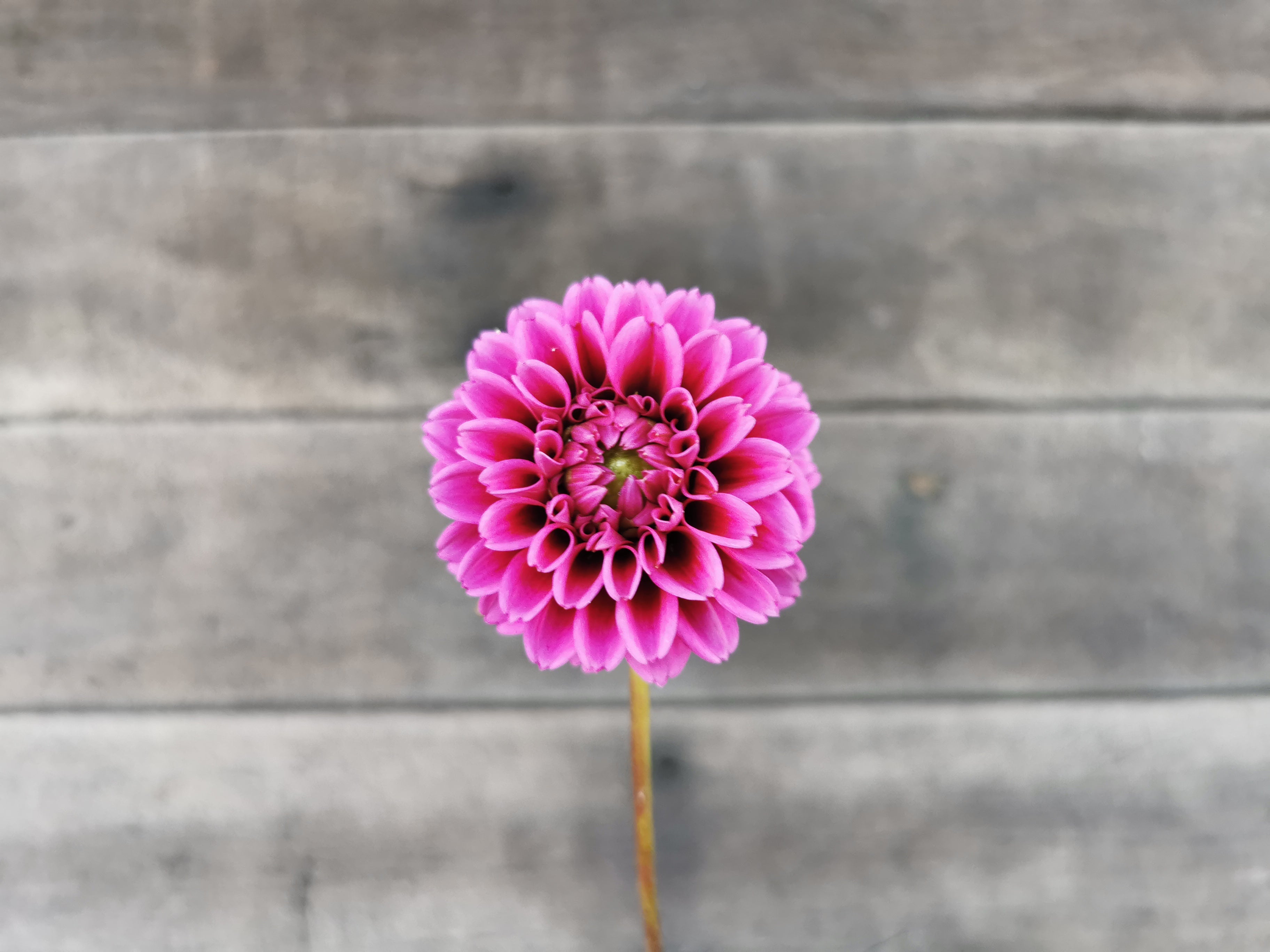 Florelie Boysenberry