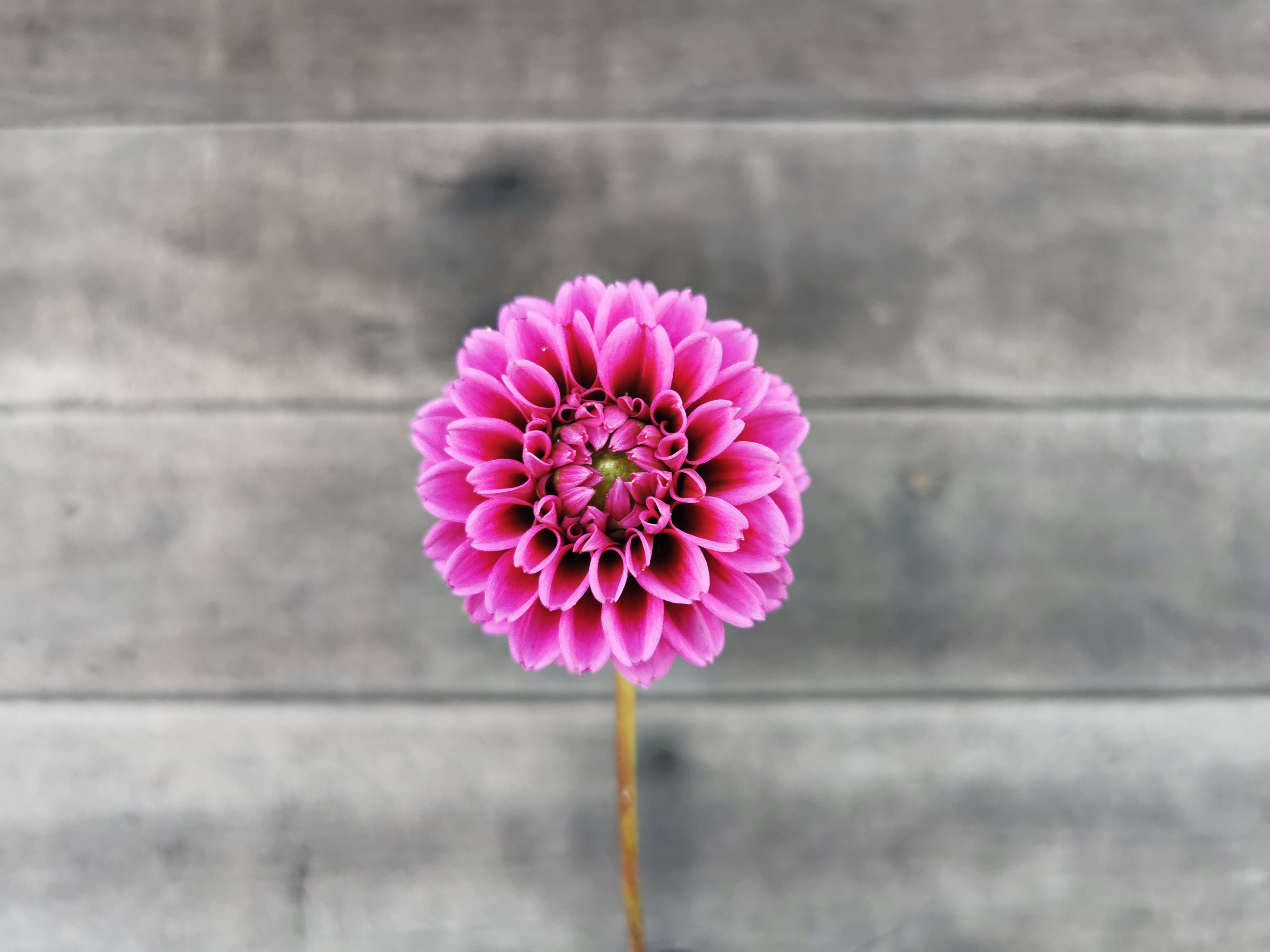 Florelie Boysenberry